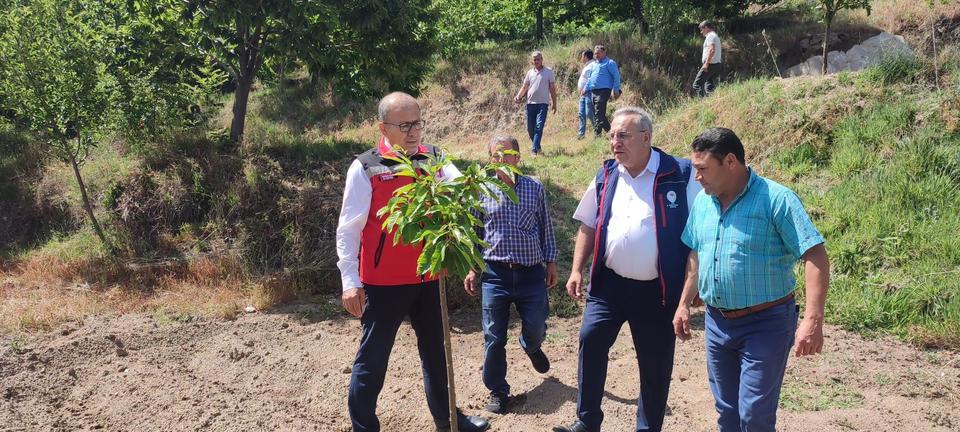 AYDIN'DAN 2023 YILINDA 2 BİN 240 TON KESTANE YURTDIŞINA İHRAÇ EDİLDİ