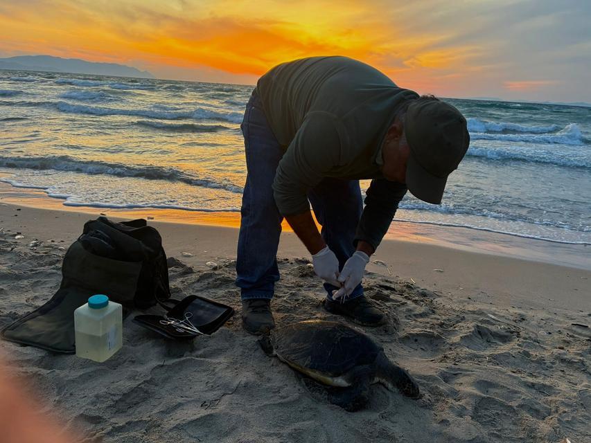 Kuşadası’nda iki farklı tür deniz kaplumbağası ölü bulundu