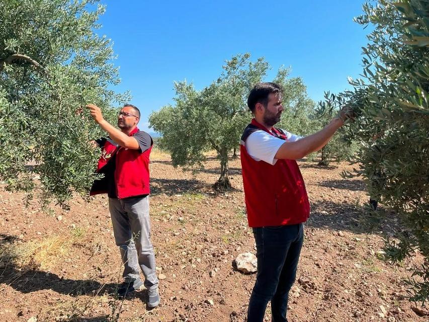 Zeytin sineğine karşı alarm