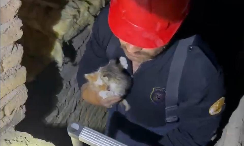 Havalandırma boşluğuna düşen yavru kediler kurtarıldı