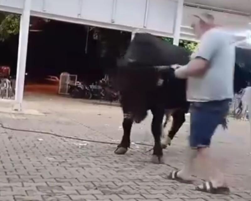 TANITIMI YAPILAN BOĞAYA PARA ATARKEN BOYNUZ DARBESİYLE YARALANDI