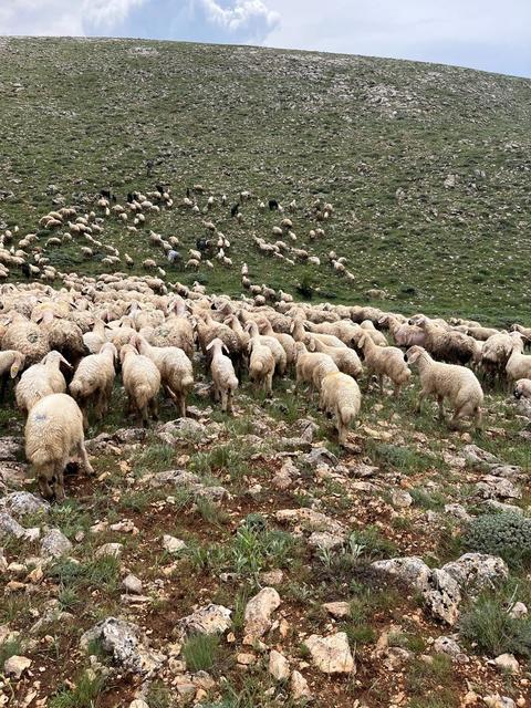 Sürüsünün üzerine yıldırım düştü, 5 koyun telef oldu