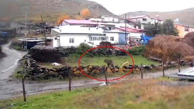 Gündüz vakti köye inen ayı korkuttu
