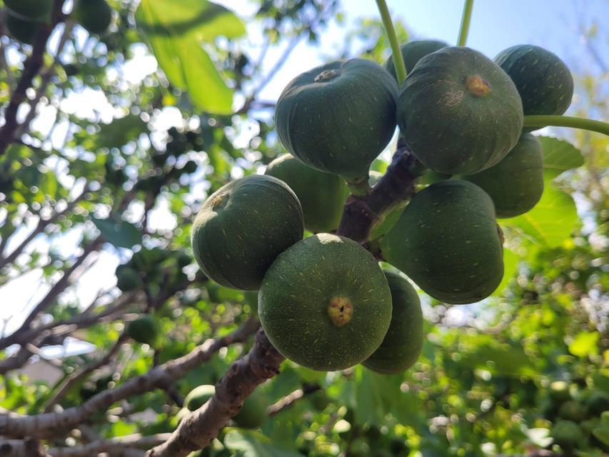 Buharkent’te ilek kontrolleri yapıldı
