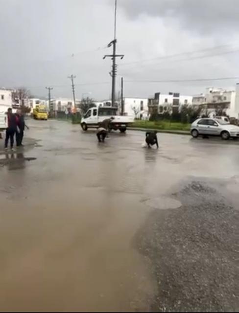 Gölet taştı, asfalta balık yağdı