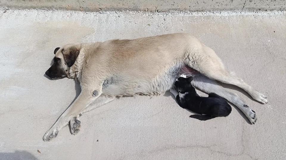 Köpeği annesi sanan kedi