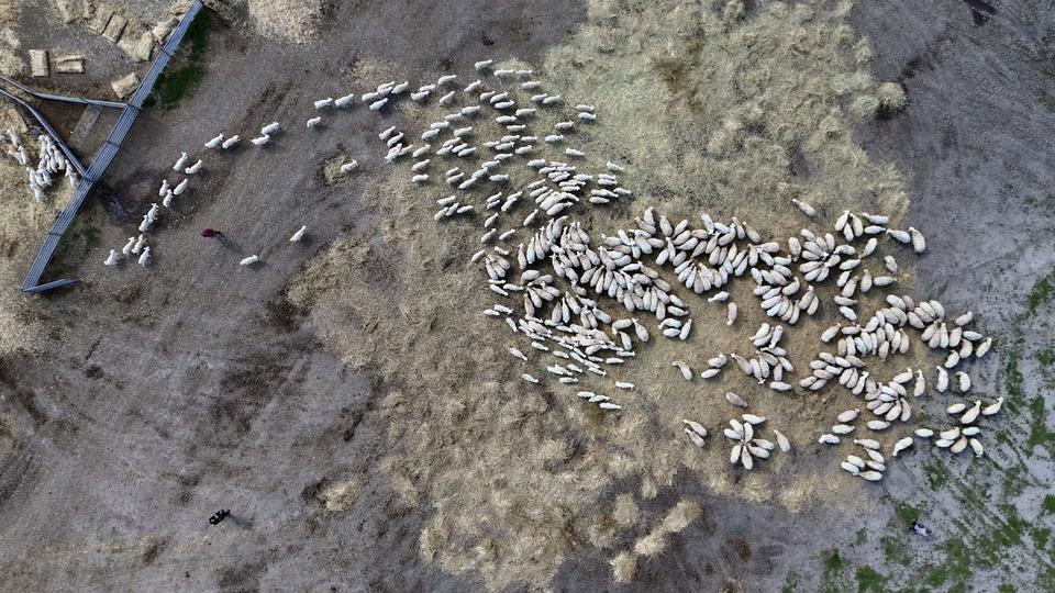 ONLARCASI ARASINDAN KENDİ ANNELERİNİ KOKLAYARAK BULDULAR ANNELER GÜNÜNDE SİVAS'TA BULUNAN ULAŞ TARIM İŞLETMESİ MÜDÜRLÜĞÜ (TİGEM), İNSANLARDA OLDUĞU GİBİ HAYVANLARDA DA ANNENİN ÖNEM VE KIYMETİNİ GÖZLER ÖNÜNE SEREN RENKLİ GÖRÜNTÜLERE SAHNE OLDU BAHARLA BİRLİKTİ DÜNYAYA GELEN KUZULAR ONLARCA KOYUN ARASINDAN KOKLAYARAK KENDİ ANNELERİNİ BULUP SÜT EMDİLER