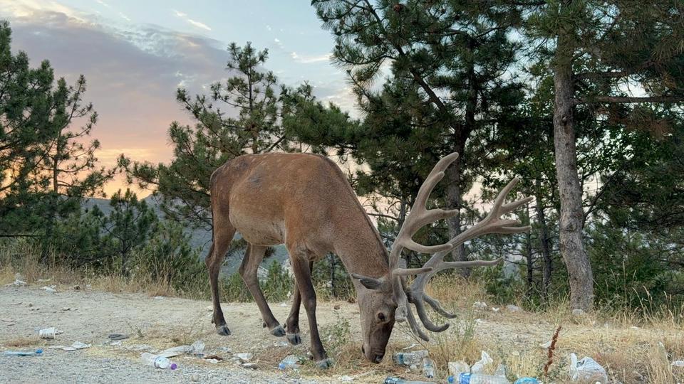Geyik, karayolu kenarında yaşamaya başladı
