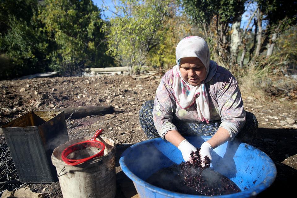 Dağlardan toplanan defne meyveleri geleneksel yöntemle yağa dönüştürülüyor