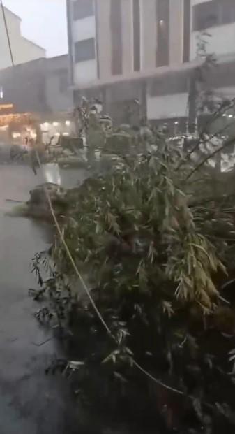 Fırtına ağacı kökünden söktü