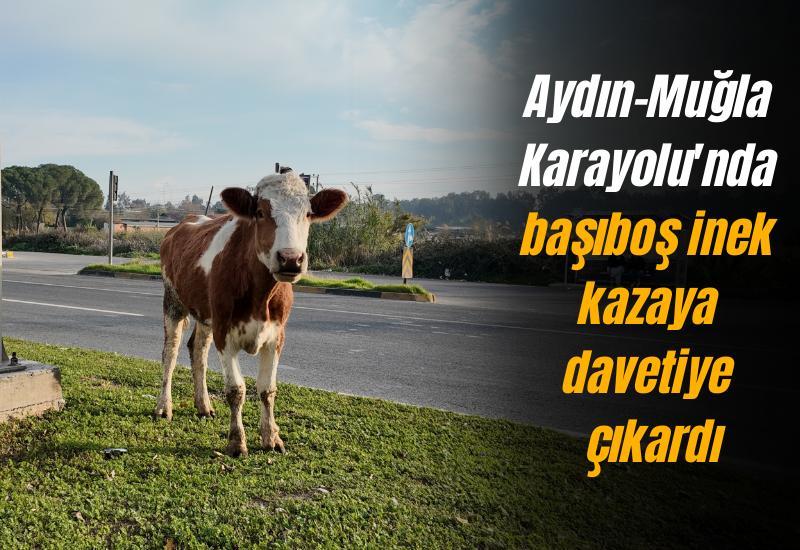 Aydın–Muğla Karayolu'nda başıboş inek kazaya davetiye çıkardı