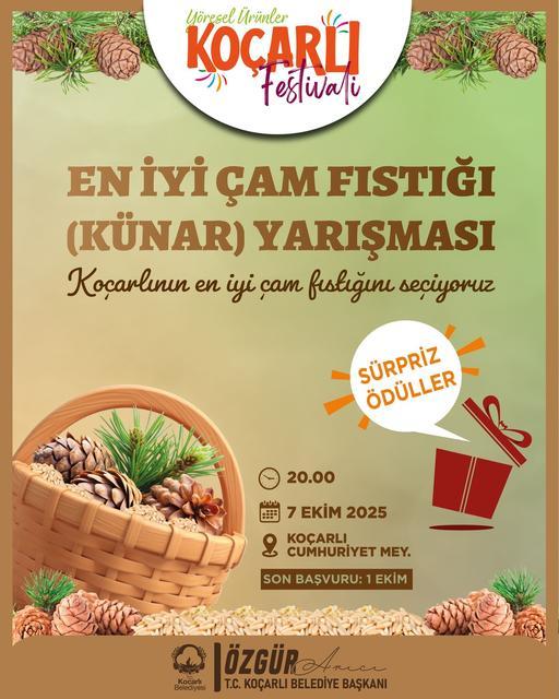 Koçarlı’da çam fıstığının en iyisi seçilecek