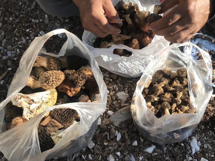 Kuzugöbeği mantarı sezonu başladı
