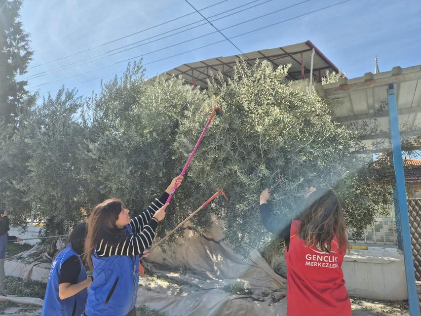 Yenipazar’da gençlerden zeytin hasadına gönüllü destek