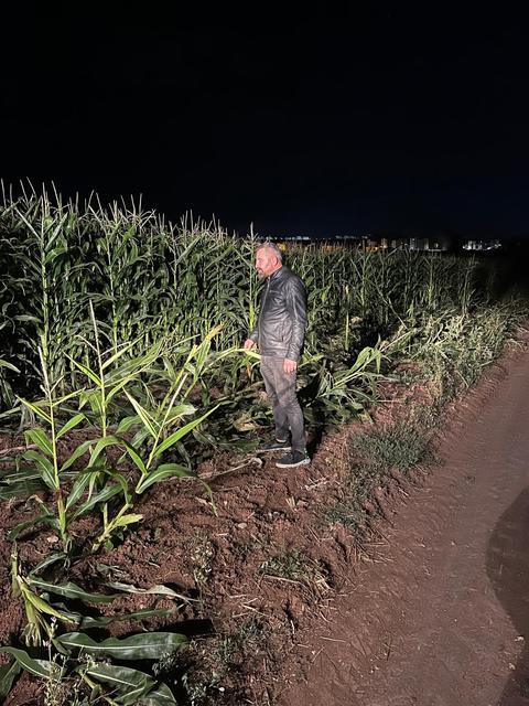 MISIR TARLASINA ZARAR VEREN DOMUZU, NÖBET TUTUP AVLADILAR
