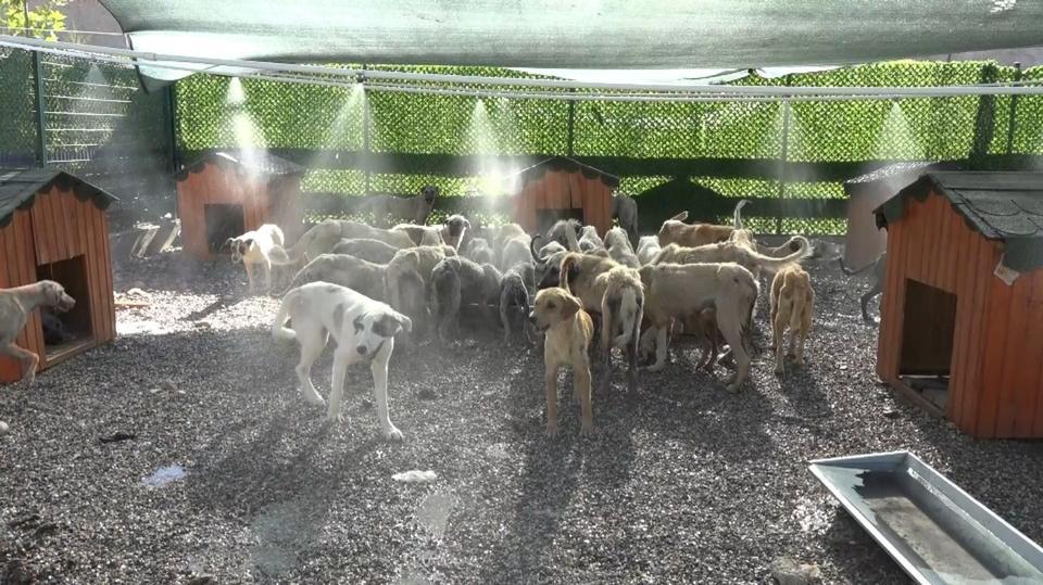 Aşırı sıcaklardan bunalan hayvanlar fıskiyelerin altında serinliyor