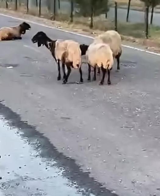 Köyde şoke eden olay! 32 hayvan peş peşe telef oldu