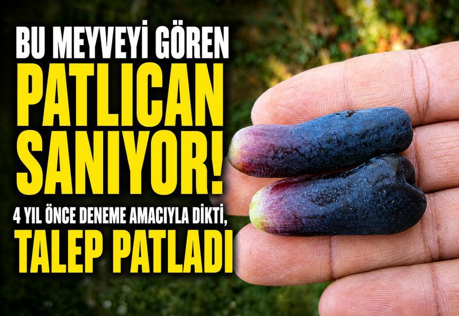 Manisa'da bu ürün merak uyandırdı