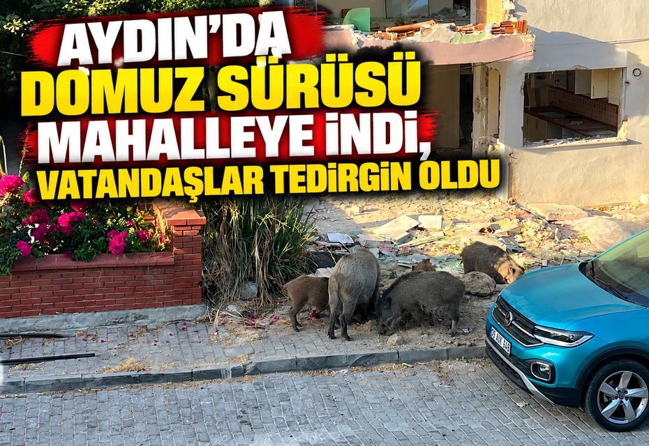 Aydın'da domuz sürüsü mahalleye indi, vatandaşlar tedirgin oldu