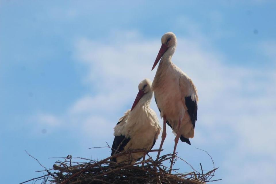 Kuşadası'nda 40 yıl sonra leylek sevinci