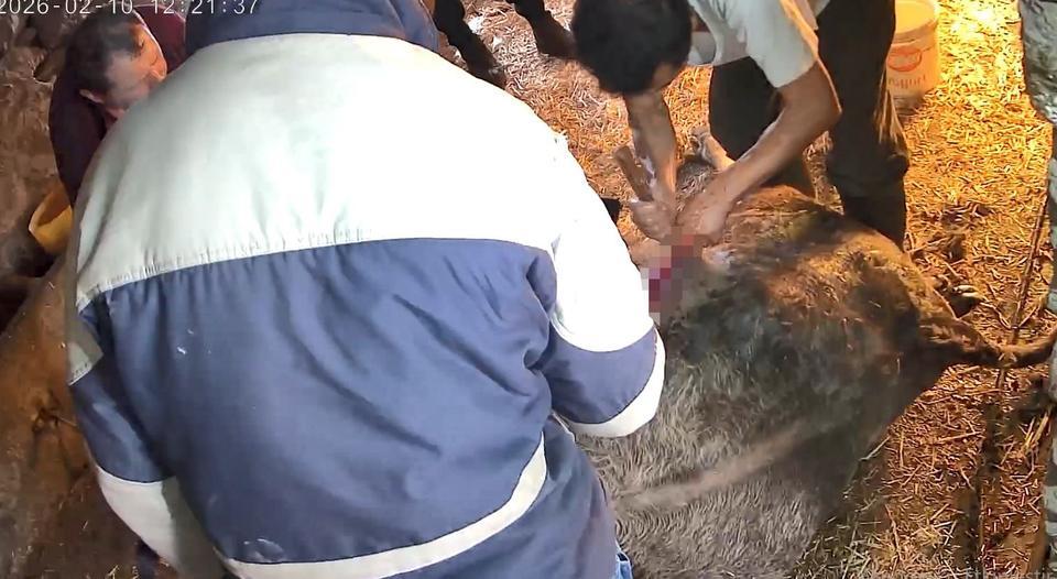 DOĞUM YAPMAKTA ZORLANDIĞI İÇİN EKMEK BIÇAĞI İLE AMELİYAT EDİLİP SEZARYEN YAPILAN İNEK TELEF OLDU AYDIN'DA GÖRENLERİ ŞAŞIRTAN GÖRÜNTÜ