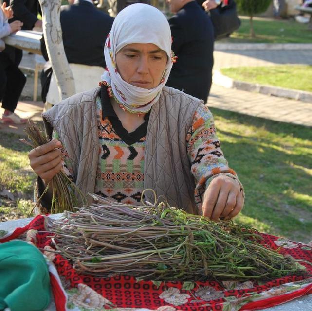AYDIN'DA KENDİLİĞİNDEN YETİŞEN BU OTLAR GARİBANIN CÜZDANINI ZENGİNİN SOFRALARINI SÜSLÜYOR DAĞLARDAN BEDAVAYA TOPLANIYOR, ŞEHİRDE BAĞI 100 TL'YE KADAR ALICI BULUYOR