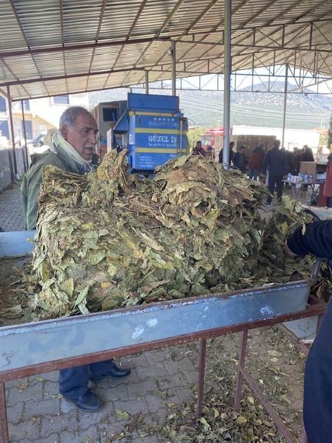 Karacasu’da tütünler paketlenmeye başladı, üretici fiyatlardan dert yandı