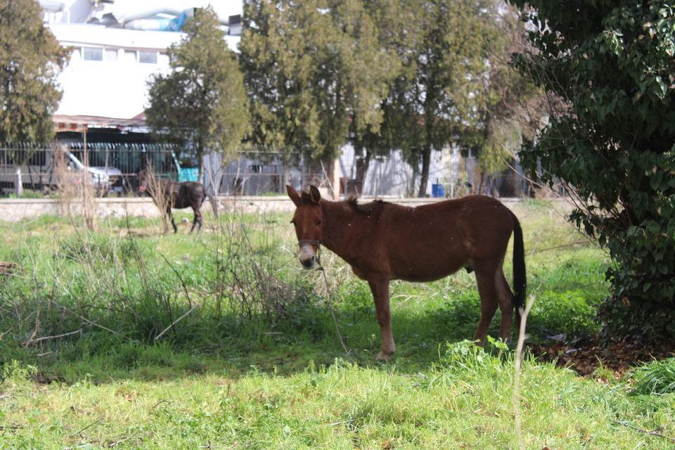 SAHİPLERİ ÖLÜME TERK ETTİ, RESMİ KURUMLAR TOPU BİRBİRİNE ATTI YAĞMURDA ISLANAN BAĞLI HALDEKİ KATIRLAR ÖLÜME TERK EDİLDİ