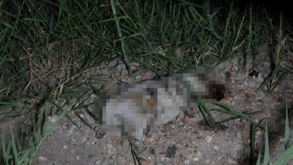 O cani Türkiye’den deport edildi