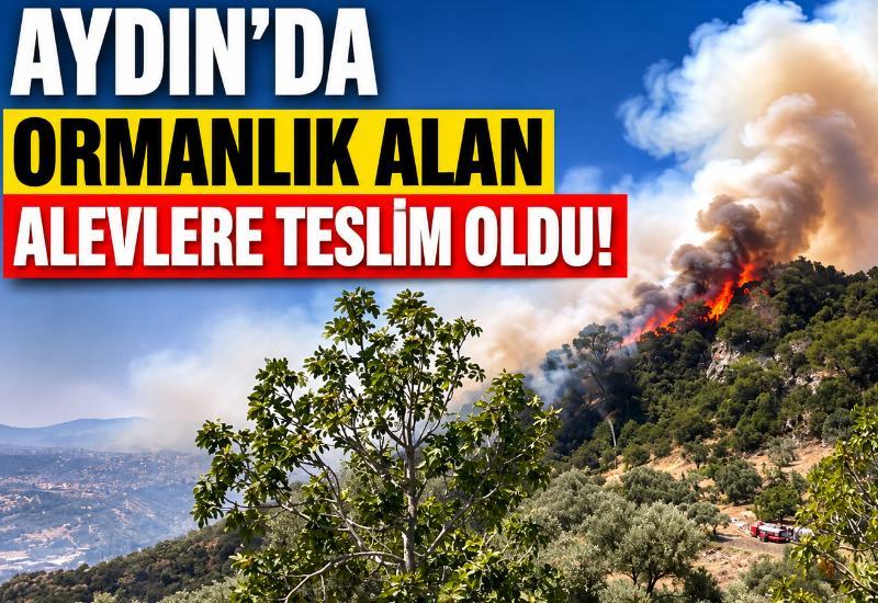 Aydın’da ormanlık alan alevlere teslim oldu!