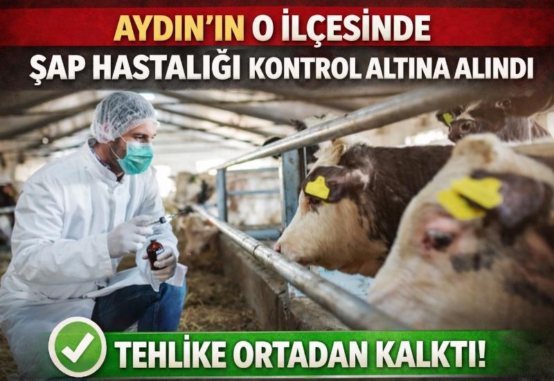 Aydın'ın o ilçesinde şap hastalığı kontrol altına alındı