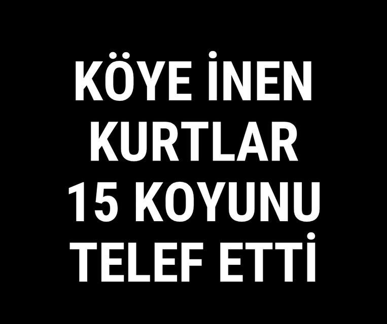 Köye inen kurtlar 15 koyunu telef etti