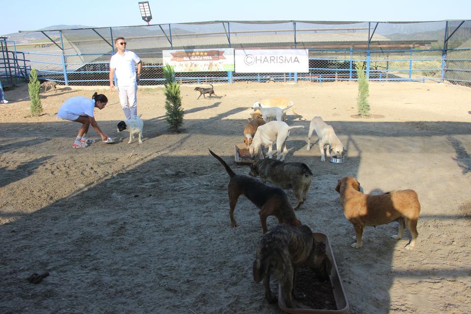 KUŞADASI'NDA SOKAK KÖPEKLERİ İÇİN ÖZEL BARINAK
