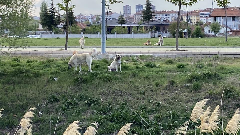 BAŞIBOŞ SOKAK KÖPEKLERİ SAZOVA'DA KORKU SAÇIYOR HERKESE SALDIRAN BAŞIBOŞ KÖPEKLER NEDENİYLE MAHALLELİ TEDİRGİN