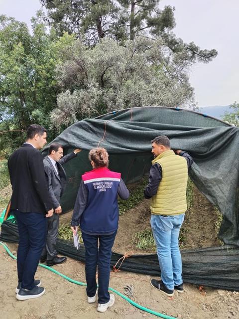 Bozdoğan’da salep hasadı kontrol altında