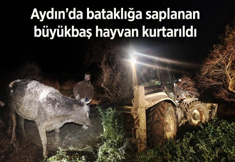 Aydın'da bataklığa saplanan büyükbaş hayvan kurtarıldı