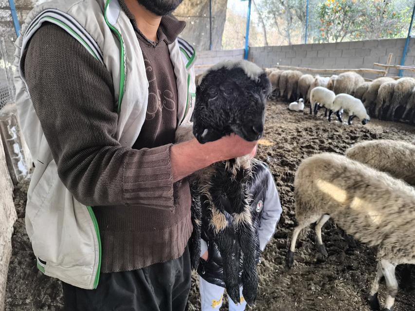 Çift başı ve 4 gözü ile doğan kuzu yaşama tutundu