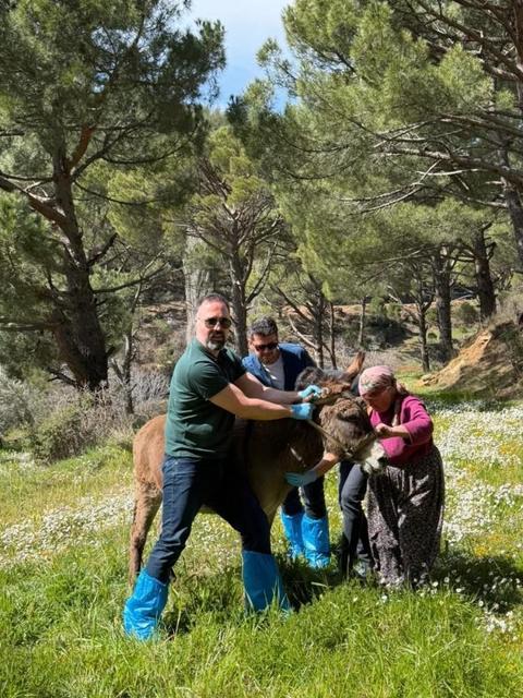 Aydın’da at ve eşeklerden numune alınıyor