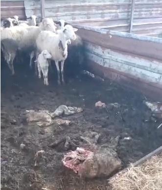 Efeler'in çeşitli mahallelerinde sürüler halinde dolaşan sokak köpekleri, son olarak Işıklı mahallesinde bir koyun ağılına girdi. Köpekler, sürüdeki 3 koyunu parçalayarak telef ederken, bazılarına da zarar verdi.