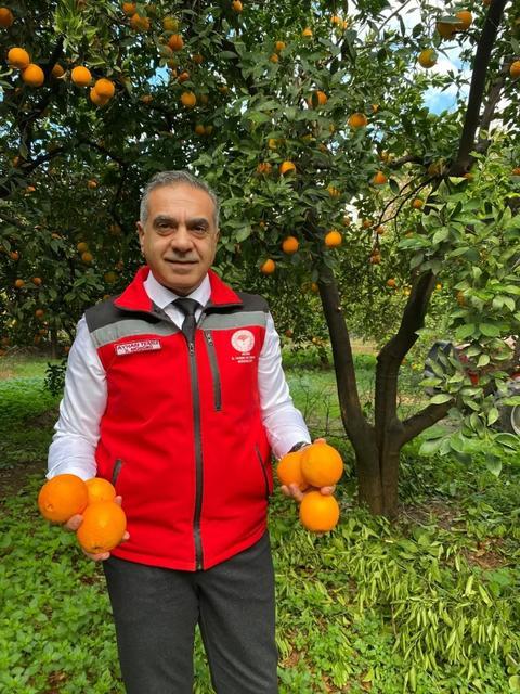 Aydın'da 93 bin 243 ton narenciye üretildi