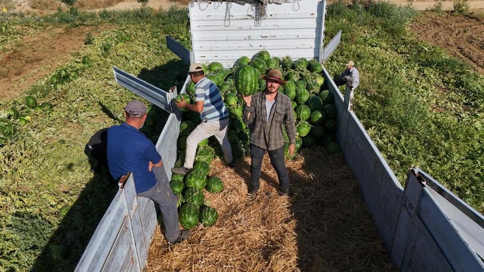 Aydın karpuzu için gün doğmadan sıraya giriyorlar