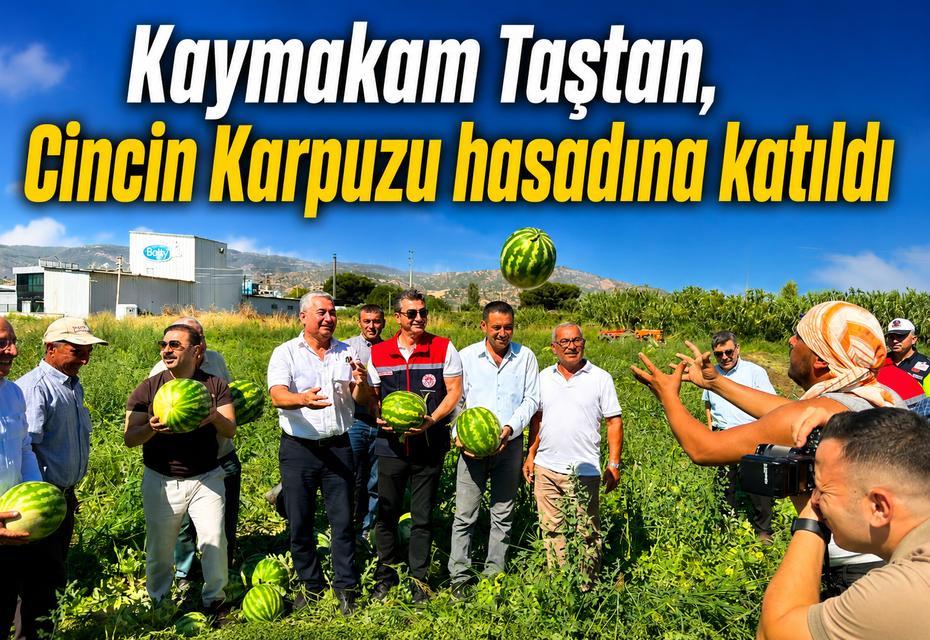 Kaymakam Taştan, Cincin Karpuzu hasadına katıldı