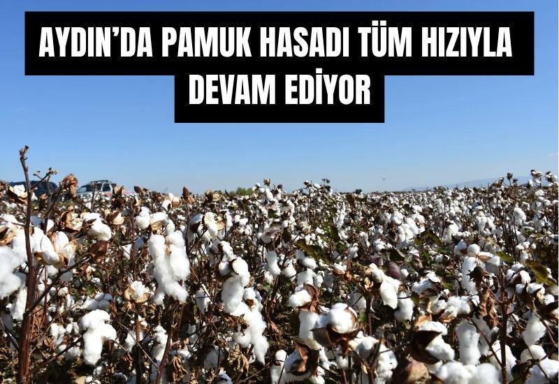 Aydın’da pamuk hasadı tüm hızıyla devam ediyor