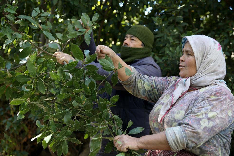 Dağlardan toplanan defne meyveleri geleneksel yöntemle yağa dönüştürülüyor