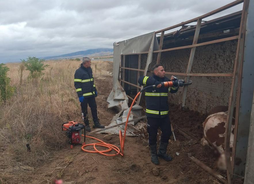 AKSARAY'DA BÜYÜKBAŞ HAYVAN YÜKLÜ TIR DEVRİLDİ
