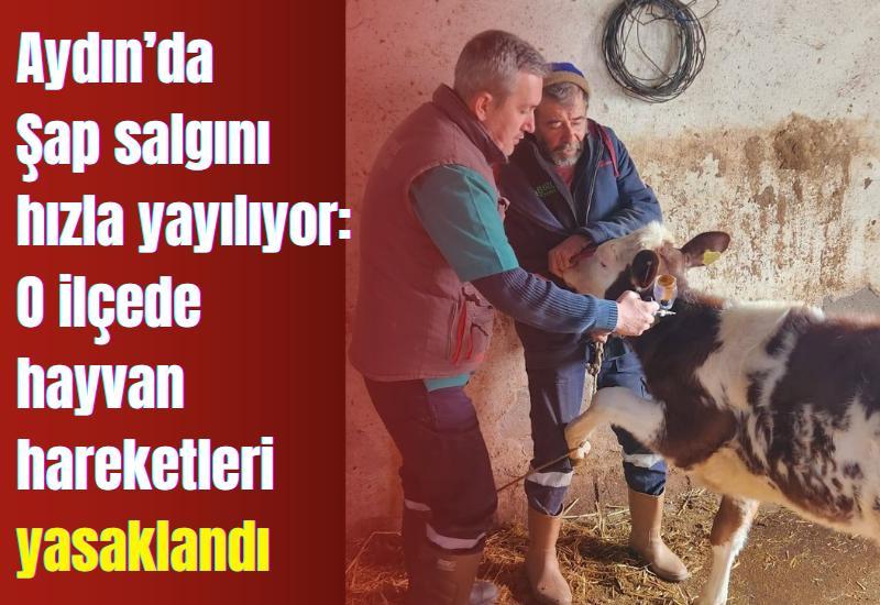 Aydın’da Şap salgını hızla yayılıyor: O ilçede hayvan hareketleri yasaklandı
