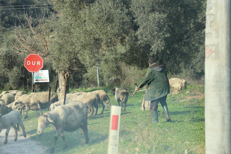 HAVALAR ISINDI, SÜRÜLER DOĞAYA SALINDI AYDIN'DA KOYUNLAR KURBAN'A HAZIRLANIYOR