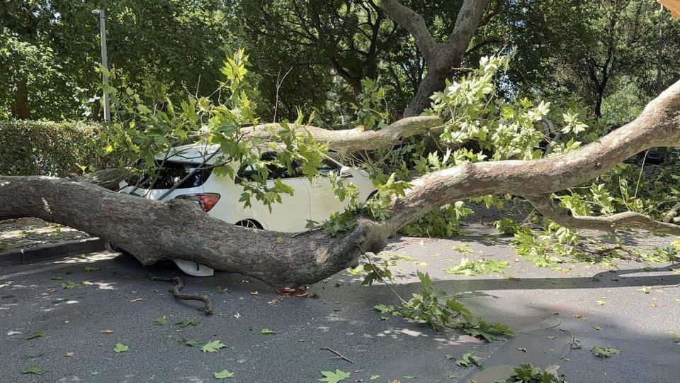 Asırlık çınar aracın üzerine devrildi, yol trafiğe kapandı
