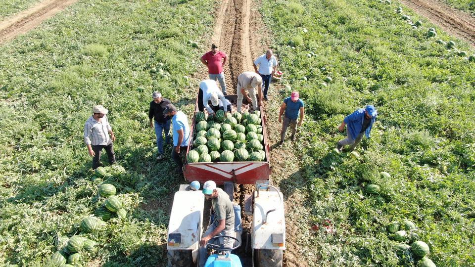 ÇUKUROVA'DAN SONRA TÜRKİYE'NİN GÖZÜ BURADA AYDIN KARPUZU İÇİN PAZARCILAR GÜN DOĞMADAN SIRAYA GİRİYOR KARPUZ KUYRUĞU TARLADA BAŞLIYOR