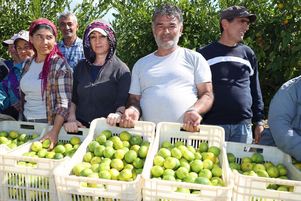 Mandalina ihracatı tarih yazıyor